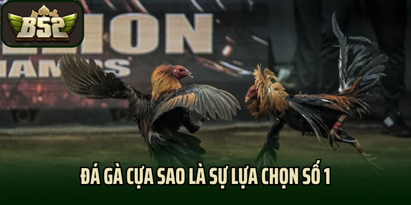 Đá gà cựa sao là sự lựa chọn số 1