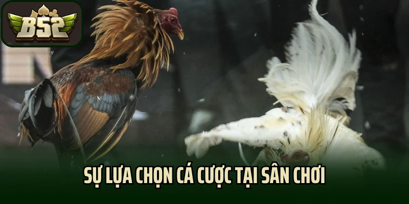 Sự lựa chọn cá cược tại sân chơi